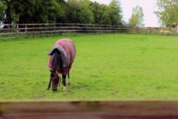 IrishNationalStud_InvincibleSpirit_red