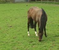 IrishNationalStud_Palavanci_red