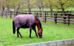 IrishStudFarm_GaleForceTen_red