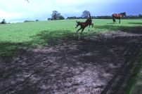 IrishStudFarm_red_udvalgte36