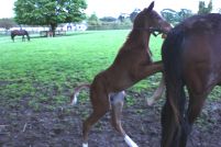 IrishStudFarm_red_udvalgte38