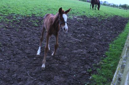 IrishStudFarm_red_udvalgte39