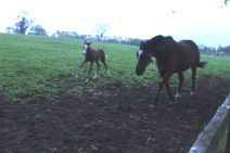 IrishStudFarm_red_udvalgte40