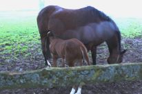 IrishStudFarm_red_udvalgte41