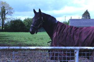 Den amerikanskejede 11-årige Americain er i høj kurs som avlshingst på Irish National Stud.