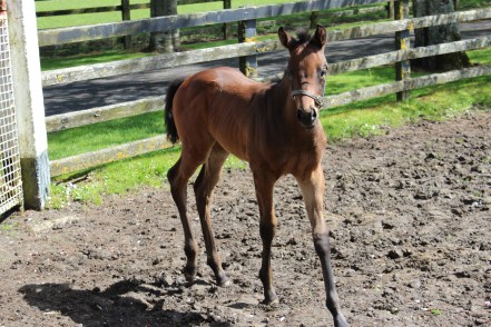 IrishStudFarm_udvalgte5